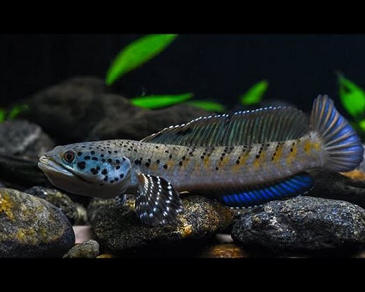 Burmose Spotted Snakehead ~ 7cm